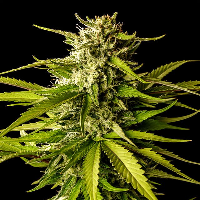 Break-up Cake Seeds
