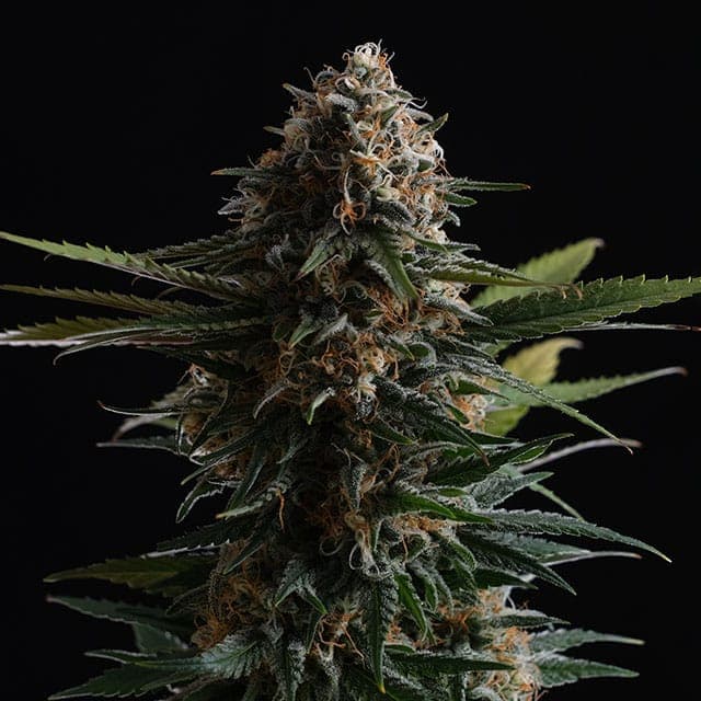 Candy Cream Go Fast Seeds