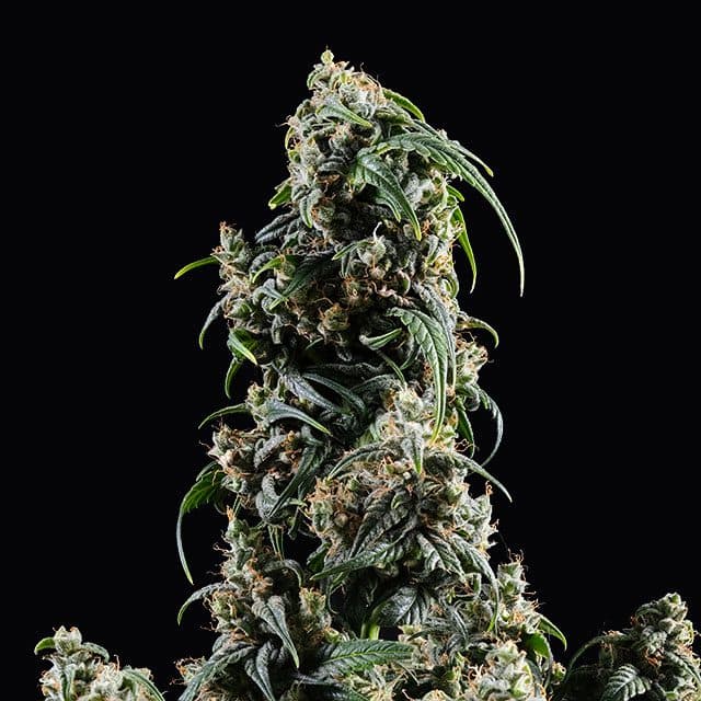 CBDV Auto Seeds