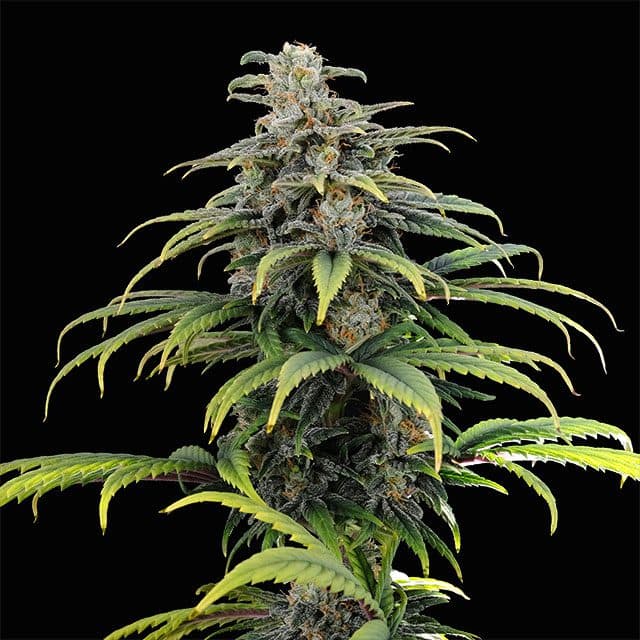 CBG Auto Seeds