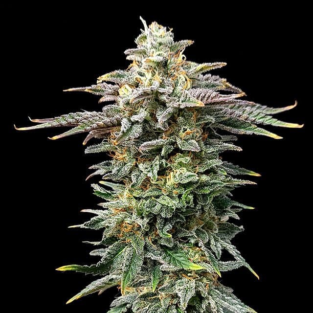 Cherry Dream Seeds