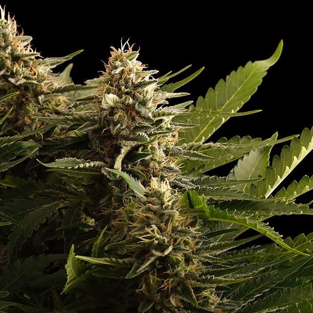 Colombian Jack Seeds