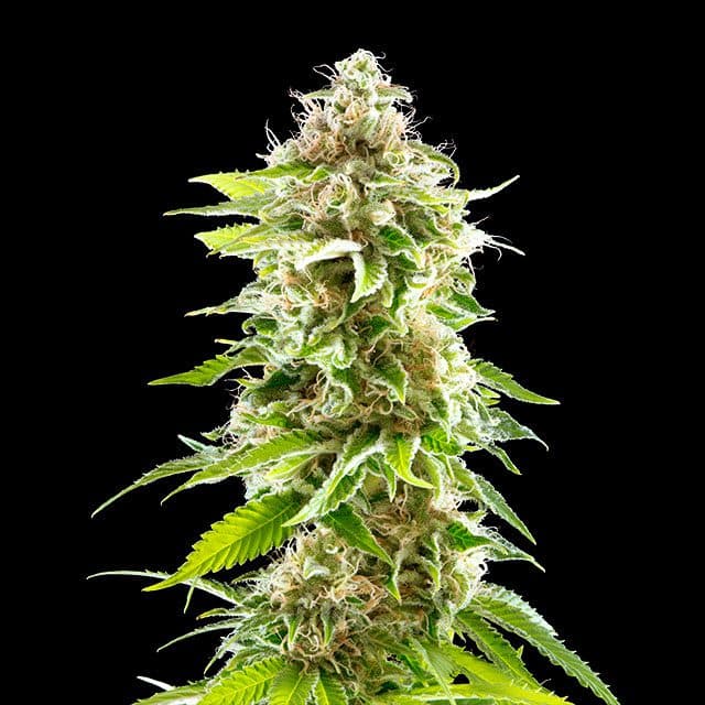 Cookies Haze Seeds