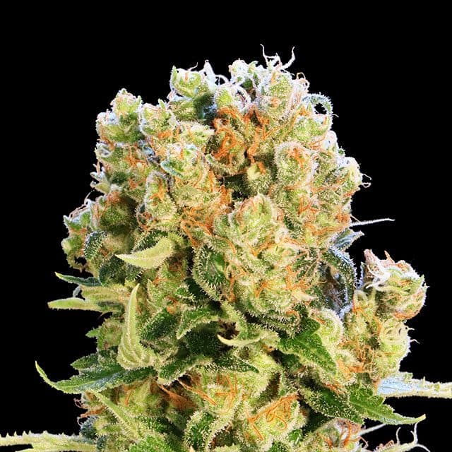 Diesel Glue Seeds