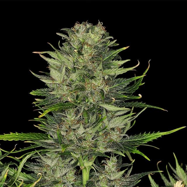 Dosidos Auto Seeds
