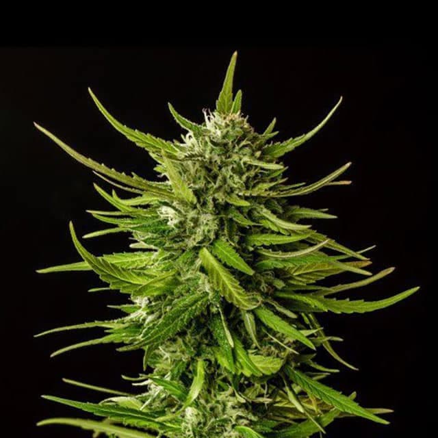 Dosidos Seeds