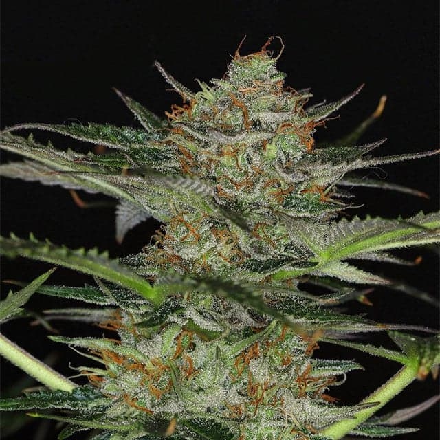 Dream Sherbet Auto Seeds