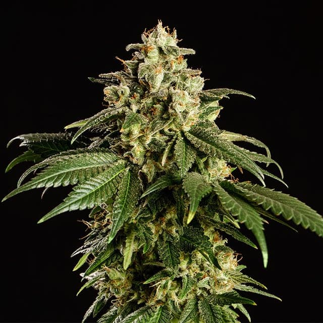 Dream Sherbet Seeds