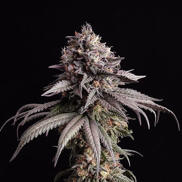 Gelato-K Seeds