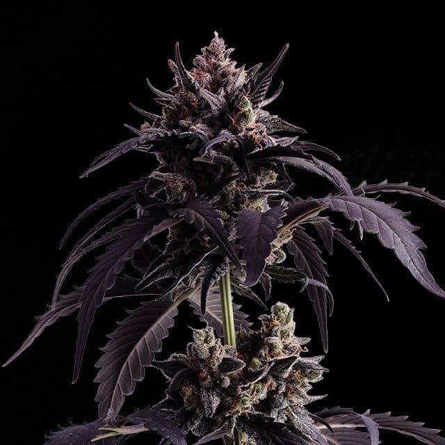 Ginger Punch Auto Seeds