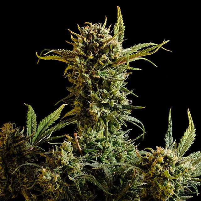 Gnomo Auto Seeds