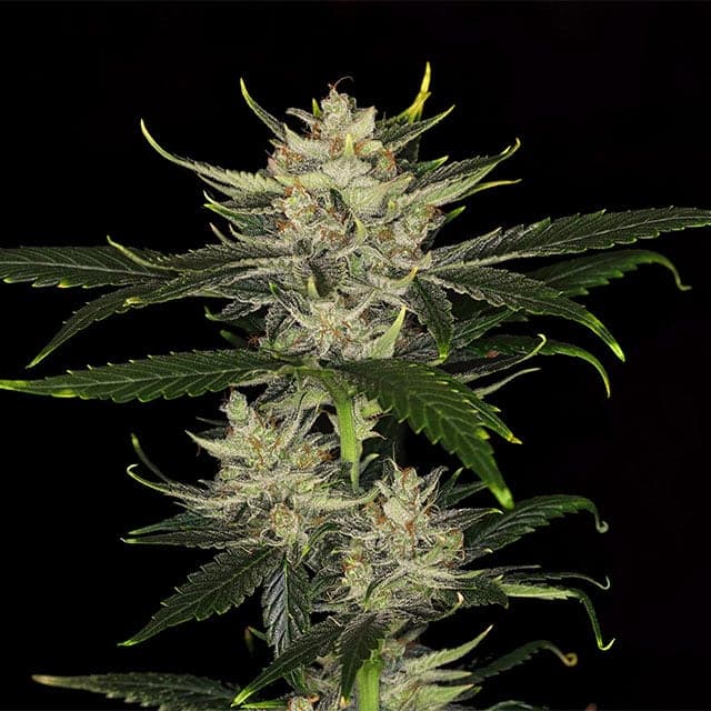 Gorilla King Auto Seeds