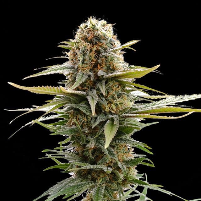 GSC Seeds