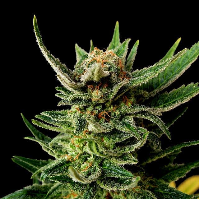Gypsy Kush Seeds