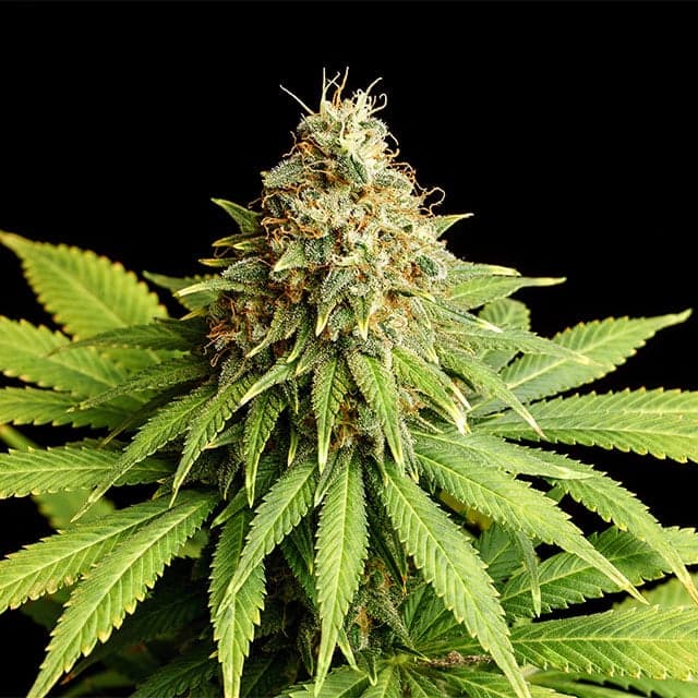 Hellfire OG Seeds