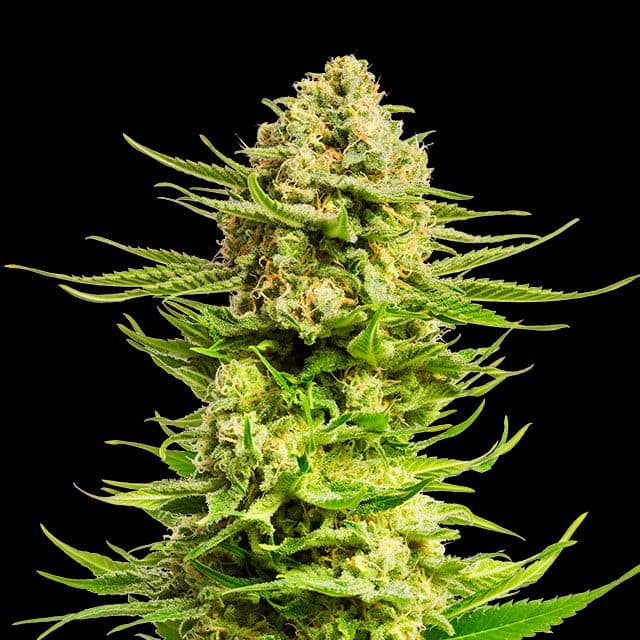 Indica Cream Seeds