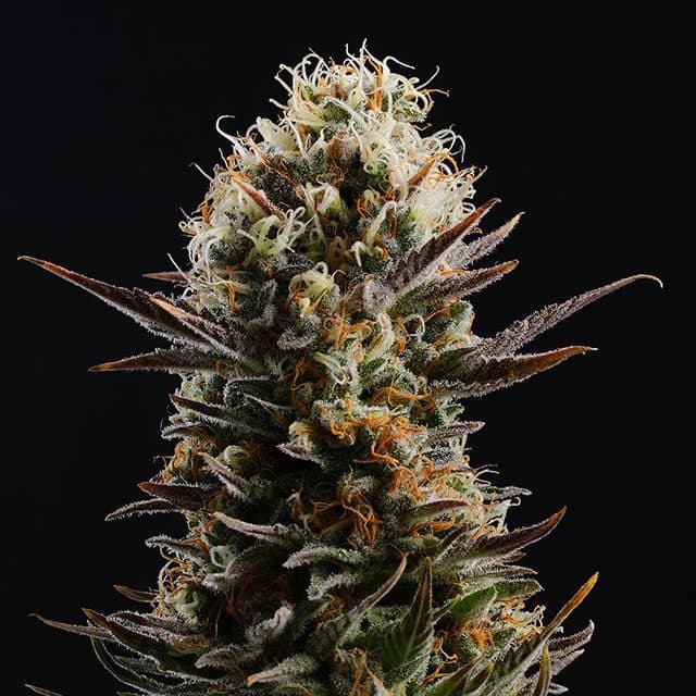 Kaboom Seeds