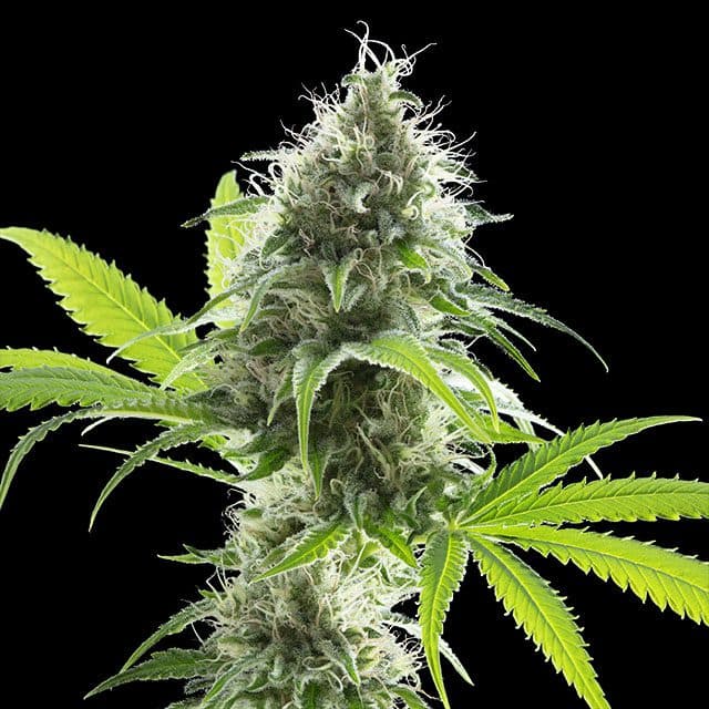 Kama Kush CBD Seeds