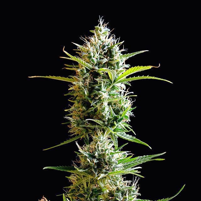 Kickass Auto Seeds