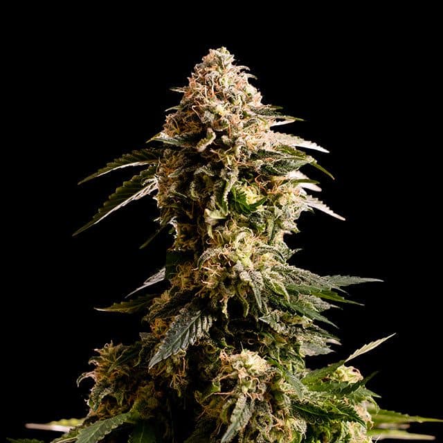 Kiss Seeds