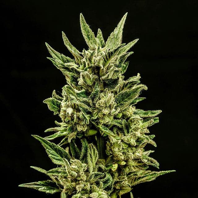 Kritic Auto Seeds