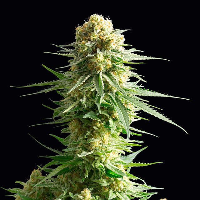 Kritikal-K Seeds