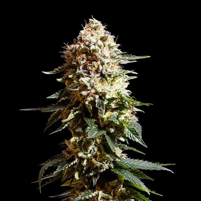La Blanca Seeds