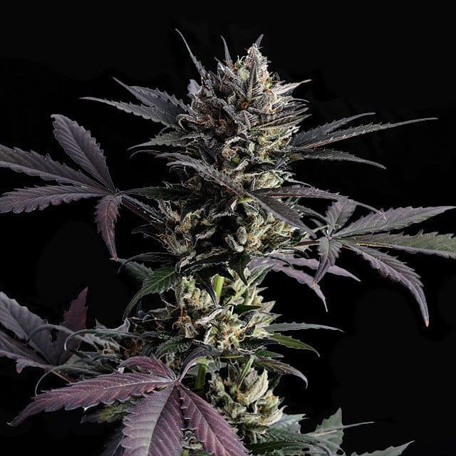 Lemon Haze Auto Seeds