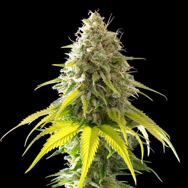Mataro Blue Seeds
