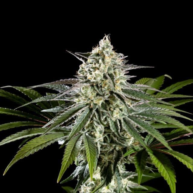 Mexican Sativa Seeds