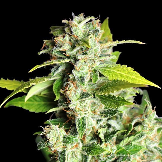 Mikromachine Auto Seeds