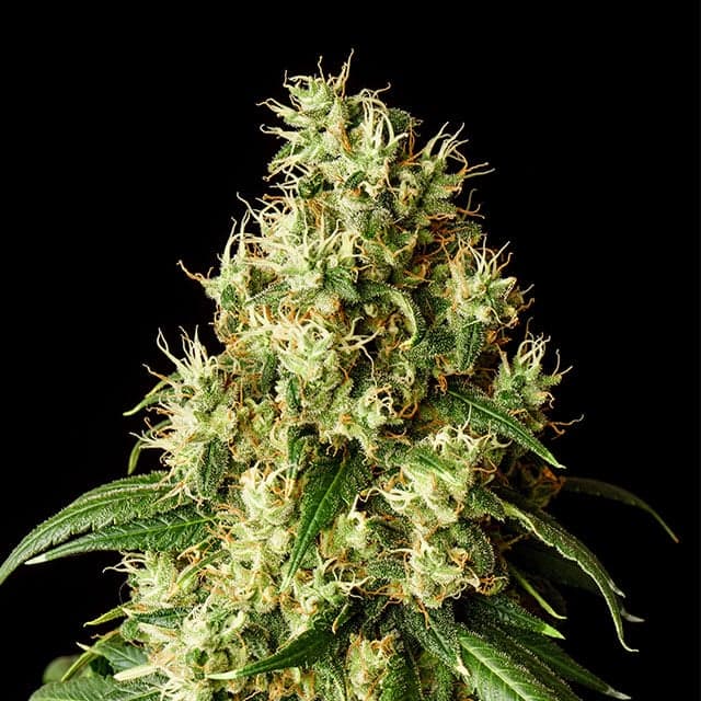 Mimosa Dream Seeds