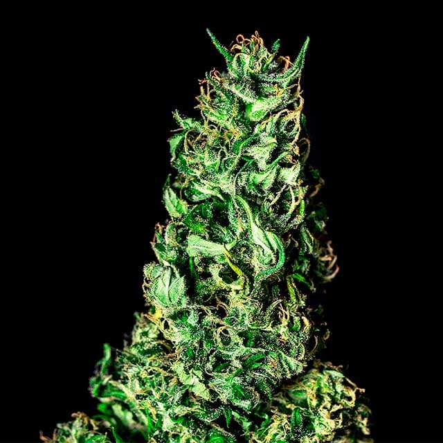 Moby Dick Seeds