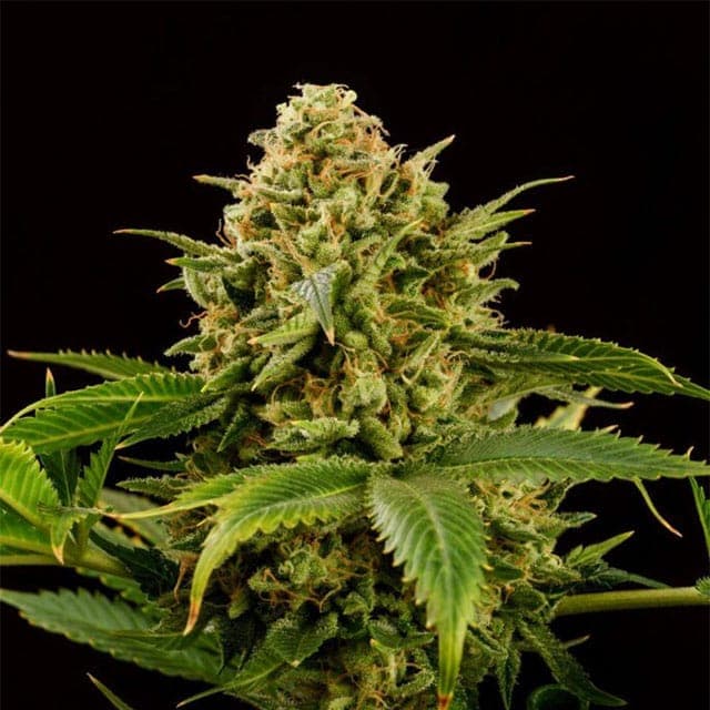 Monkey Grease Seeds