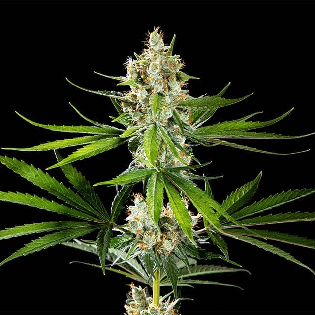 Oreoz USA Seeds