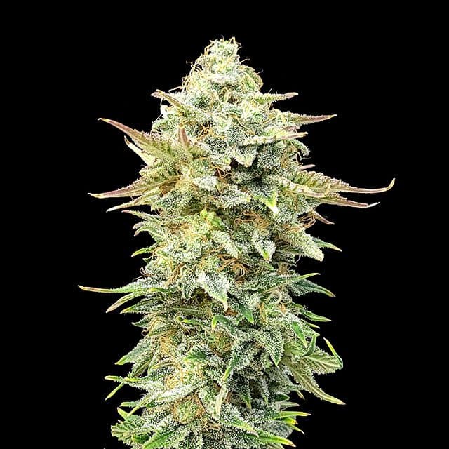 Pineapple Dream Seeds