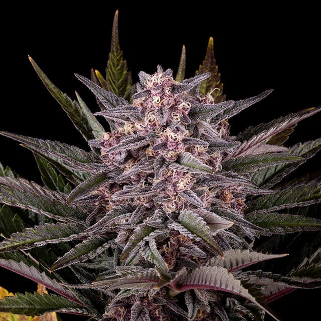 Pink Gelato Seeds