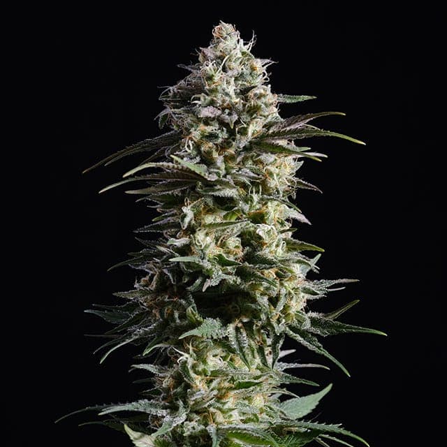 Pure Skunk Go Fast Seeds