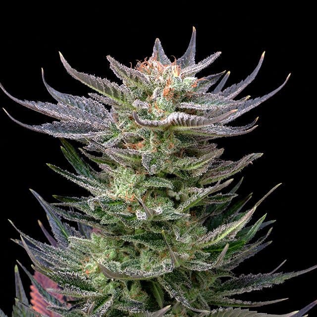 Purple Dream Auto Seeds