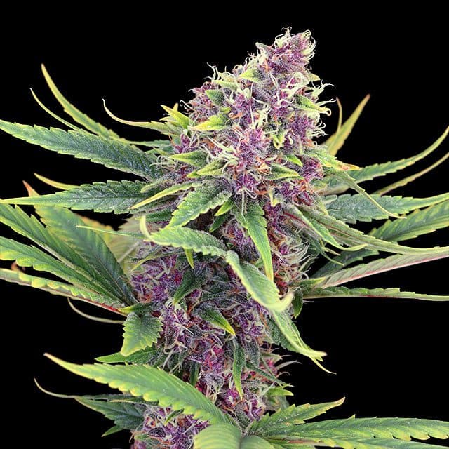 Purple Kush Seeds