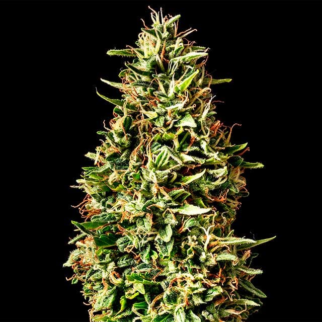 Runtz Auto Seeds