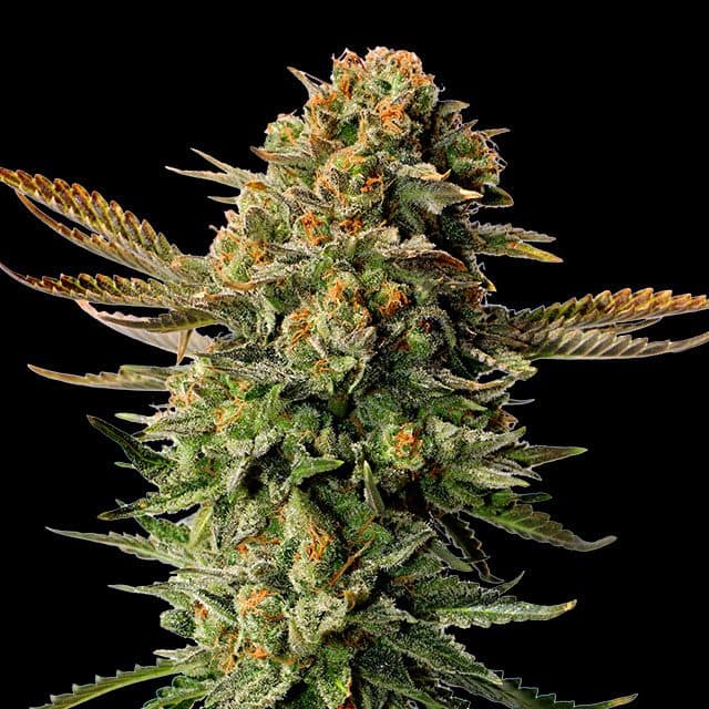 Russian Doll Seeds