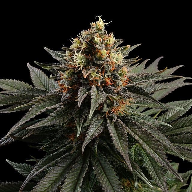 Sativa Dream Seeds
