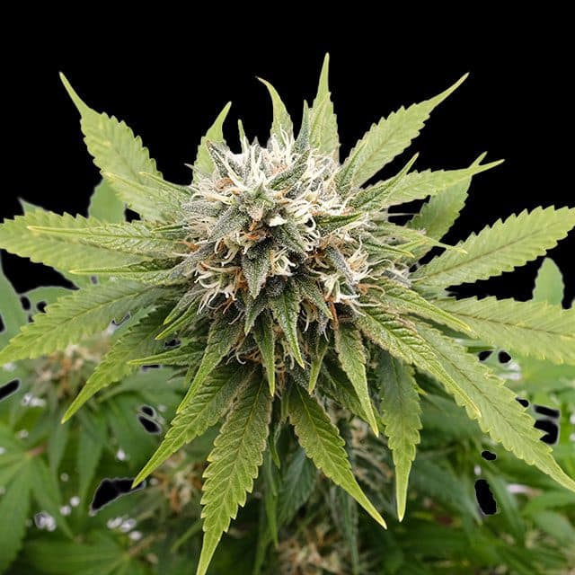 Silver Widow Seeds