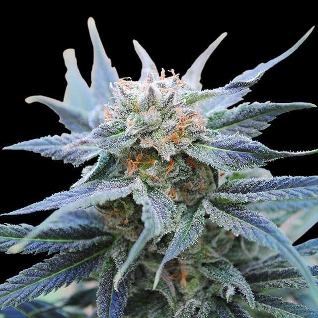 Skunk+ Seeds