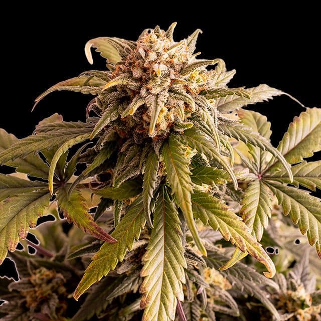 Speedy Boom Auto Seeds
