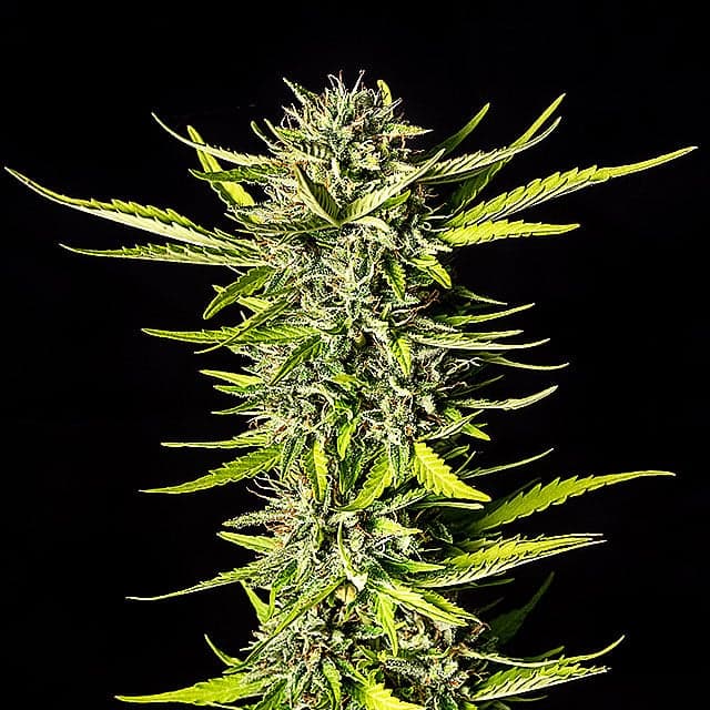 Strawberry Haze Auto Seeds