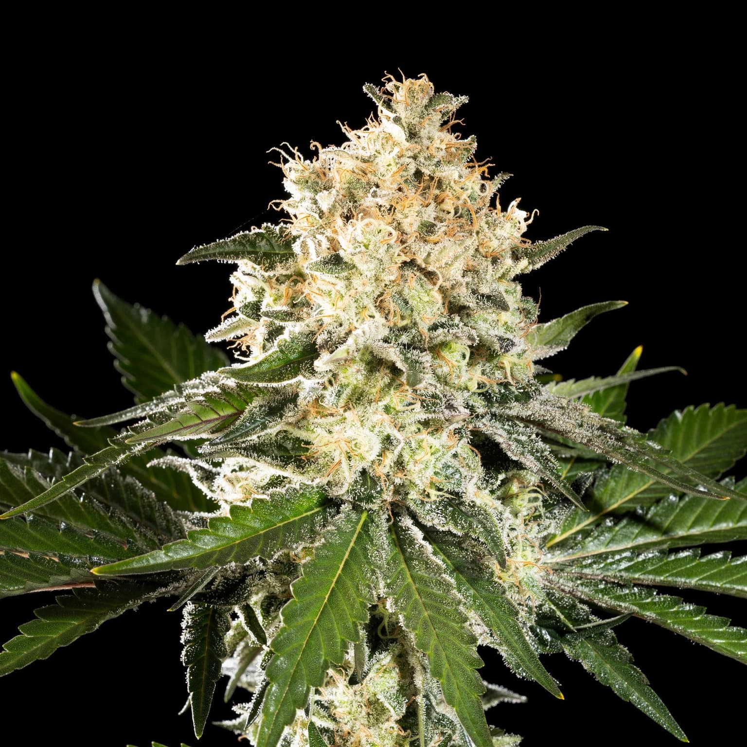 Sunset Sherbet Go Fast Seeds