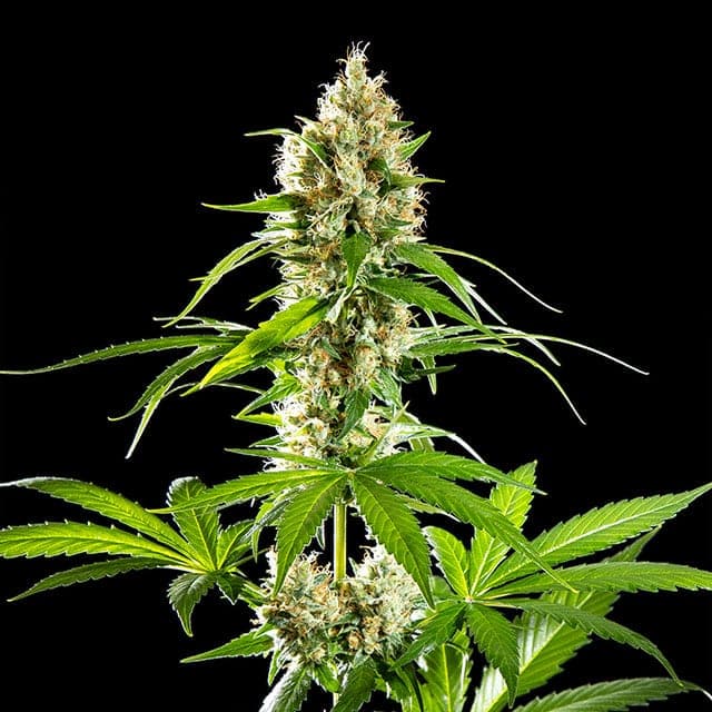 Sunset Sherbet Seeds