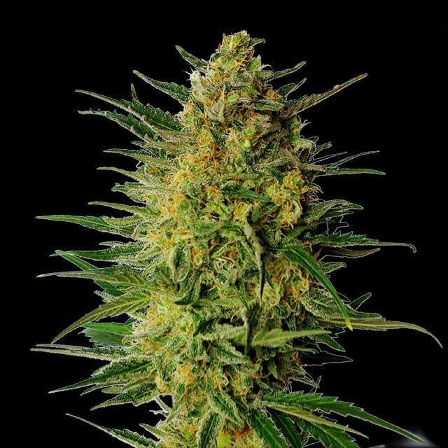 Super Ak Seeds